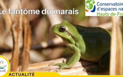 Partez à la recherche du « fantôme du marais » à Manicamp et Bichancourt