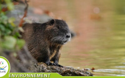 Bilan annuel de la lutte contre les rongeurs aquatiques envahissants