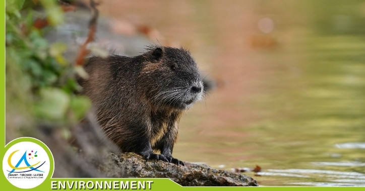 Bilan annuel de la lutte contre les rongeurs aquatiques envahissants