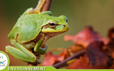 MAREAM : un projet en faveur des mares et des amphibiens