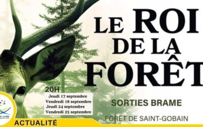 Le roi de la forêt fait son retour en forêt de Saint-Gobain